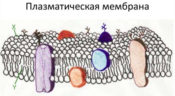 Структура клетки плазматическая мембрана