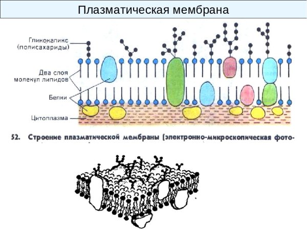 Схема строения мембраны клетки