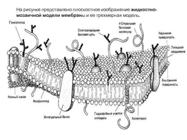 Строение плазматической мембраны ЕГЭ