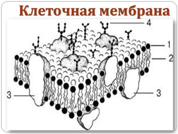 Плазматическая мембрана без подписей