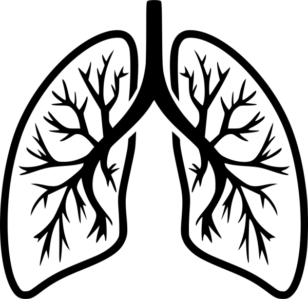 Легкие схематично