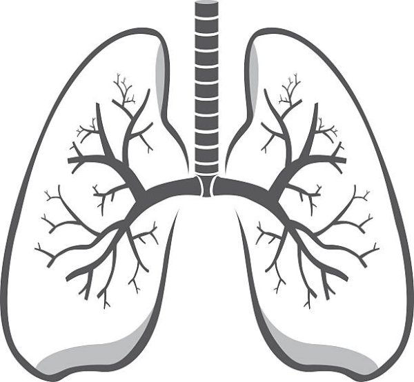 Легкие контур