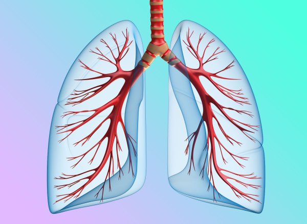 Бронхи и легкие