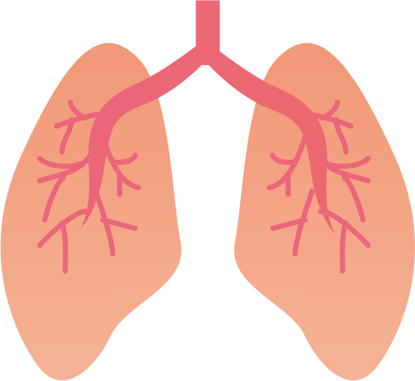 Легкие без фона