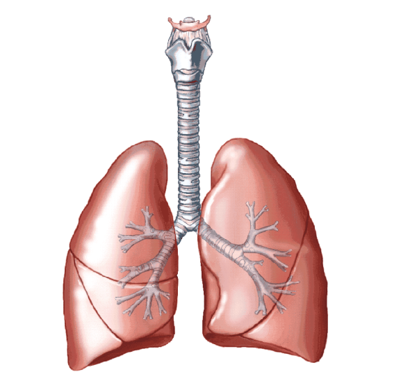 Легкие орган