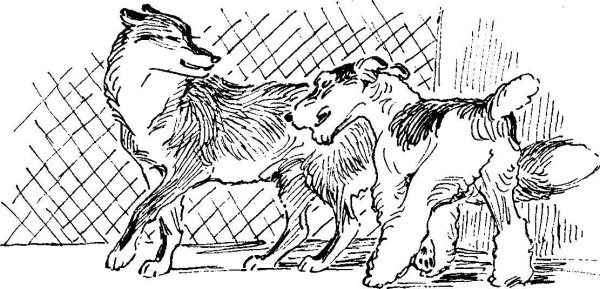 Волк на псарне