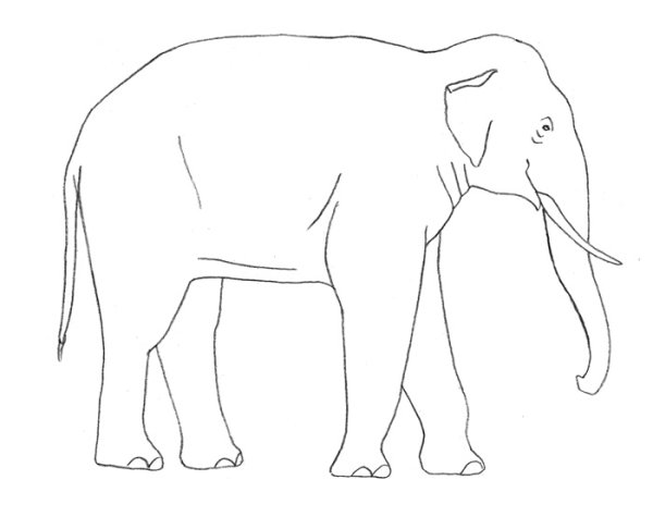 Рисунки слона карандашом лёгкие