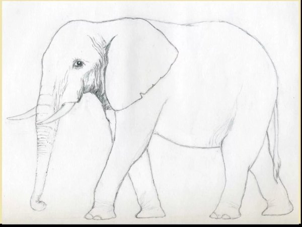 Слон сбоку рисунок
