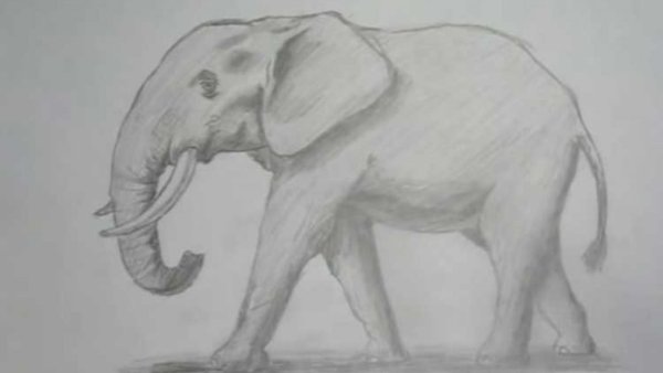 Поэтапное рисование слона