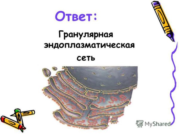 Гладкая эндоплазматическая сеть