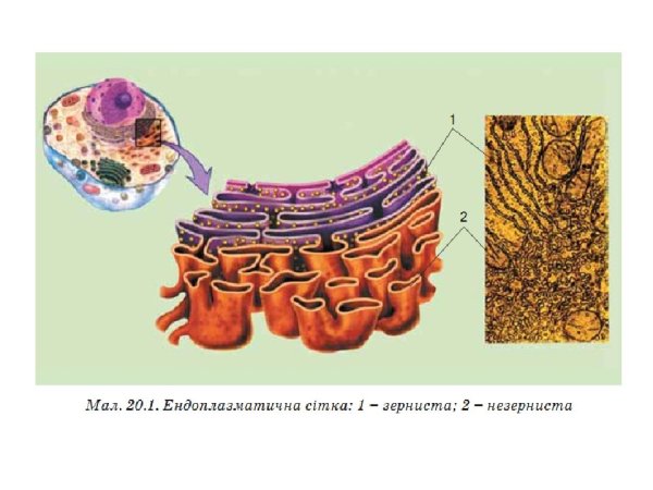 Мембраны эндоплазматической сети
