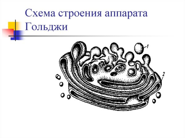 Шероховатая эндоплазматическая сеть строение