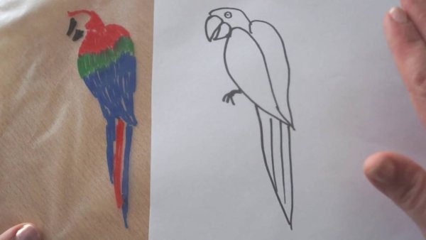 Рисунок попугая для срисовки