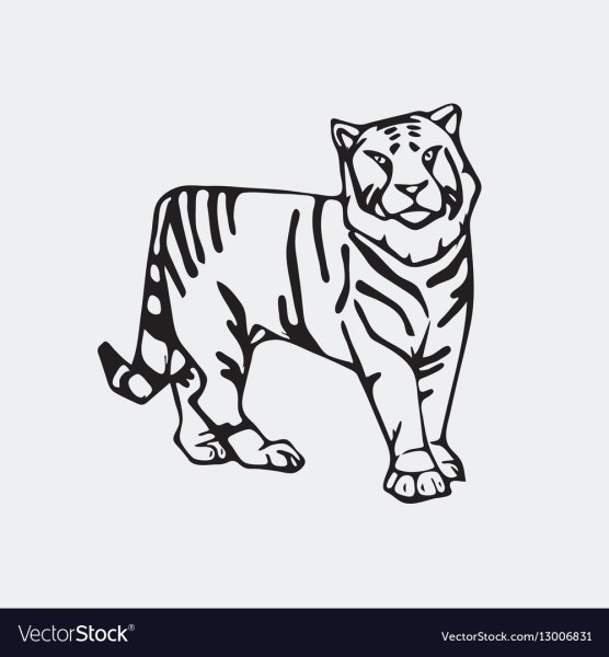 Амурский тигр карандашом для детей