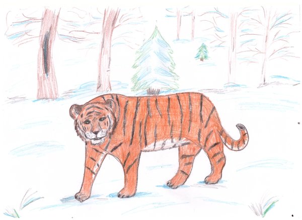 Срисовать Амурского тигра