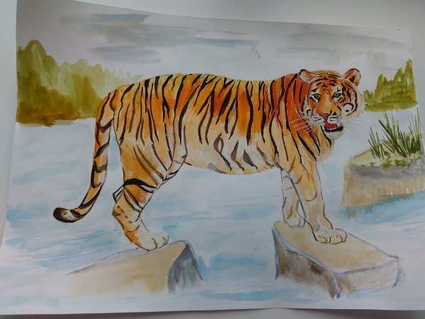 Срисовать Амурского тигра