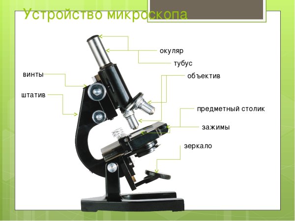 Штатив микроскопа строение