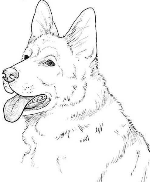 Овчарка рисунок