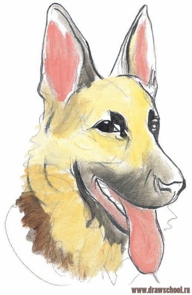 Нарисовать овчарку