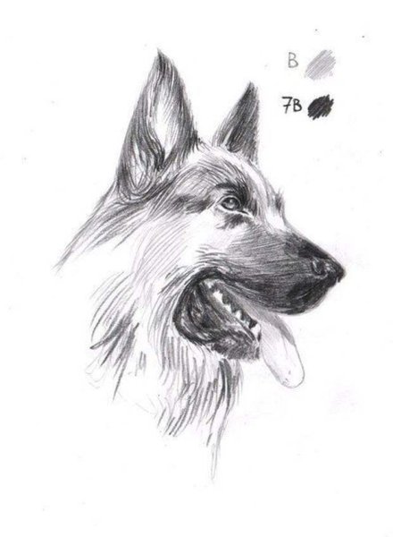 Рисунок немецкой овчарки лёгкий