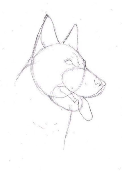 Поэтапное рисование немецкой овчарки