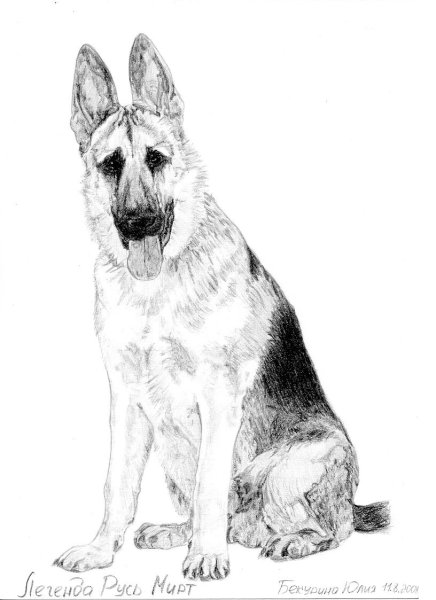 Восточно-европейская овчарка Мухтар