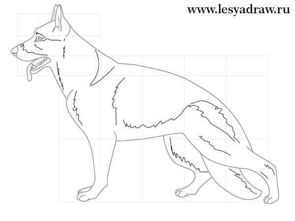 Овчарка рисунок карандашом