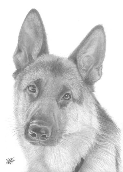 Овчарка карандашом