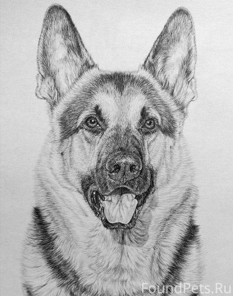Восточноевропейская овчарка рисунок
