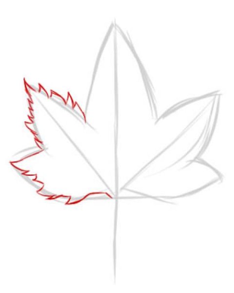 Кленовый лист карандашом для начинающих