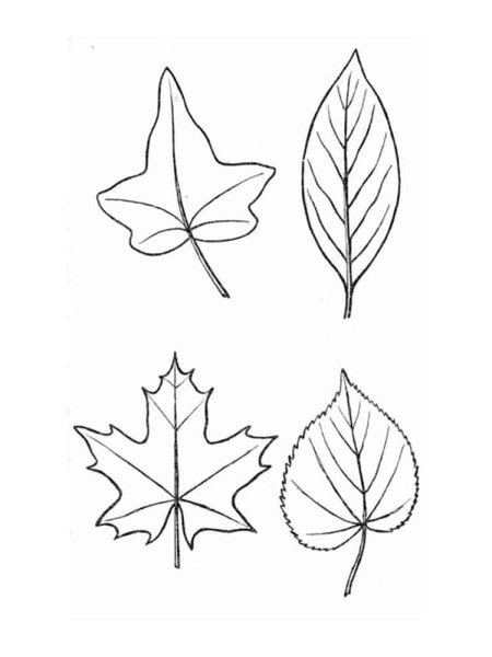Листья для срисовки