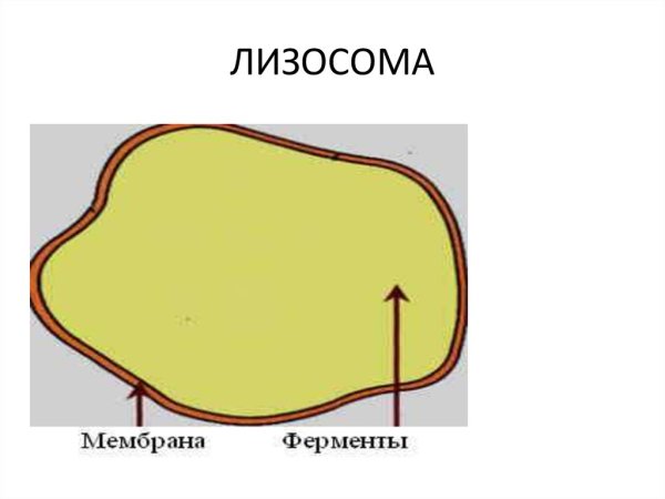 Структура лизосомы рисунок