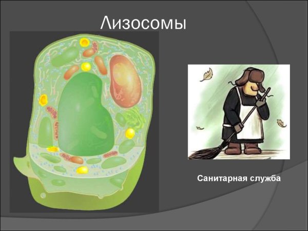 Лизосомы рисунок