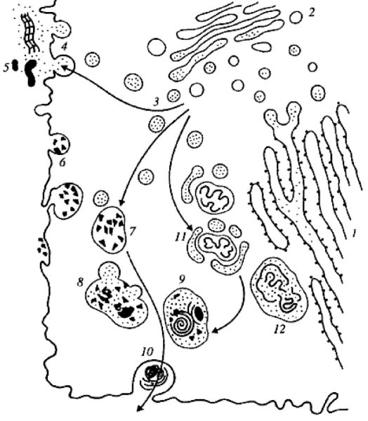 Строение лизосомы клетки
