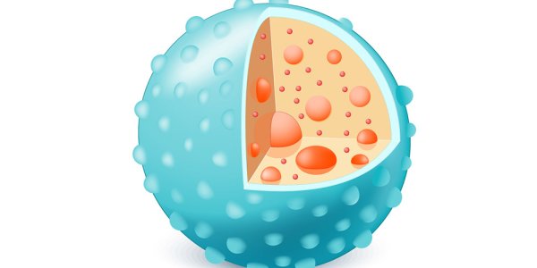 Строение лизосомы эукариотической клетки