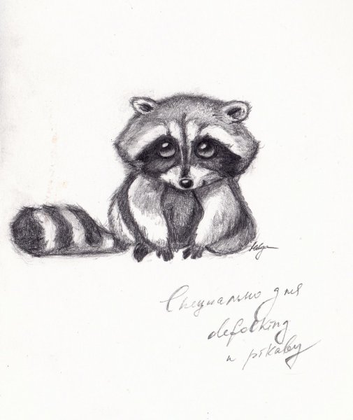 Енотик рисунок карандашом