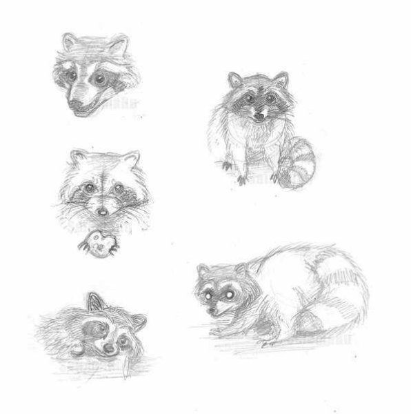 Енотик рисунок карандашом