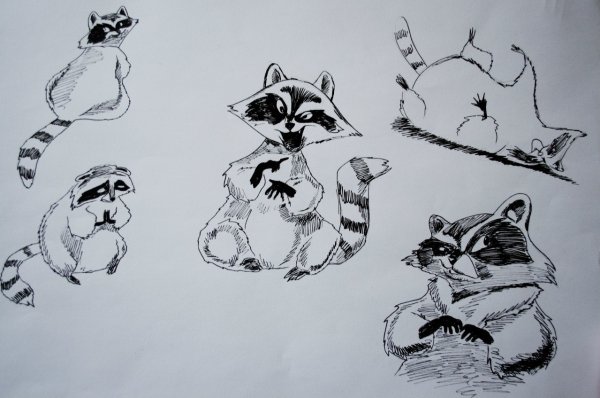 Енотик рисунок карандашом