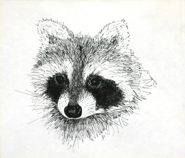 Схема рисования енота для детей