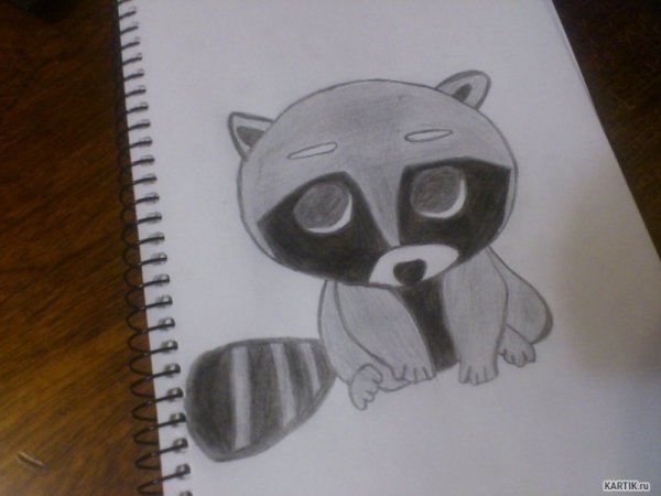 Красивые рисунки енота