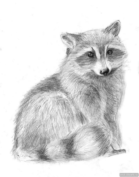 Енот простым карандашом