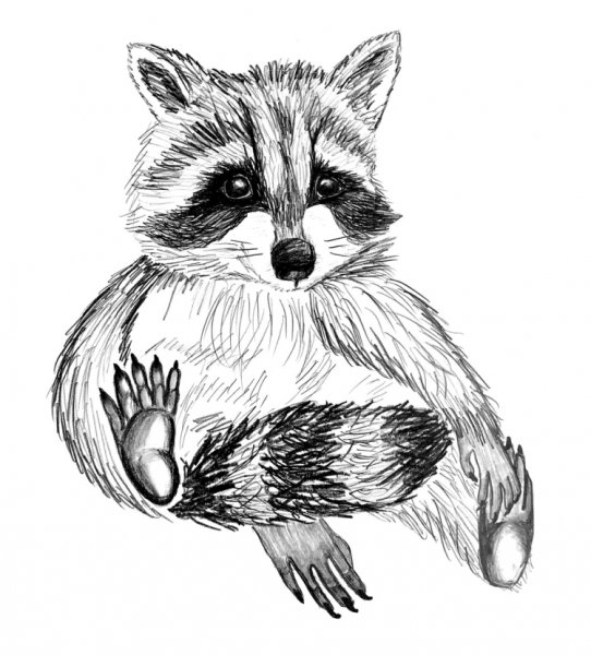 Енот рисунок простым карандашом