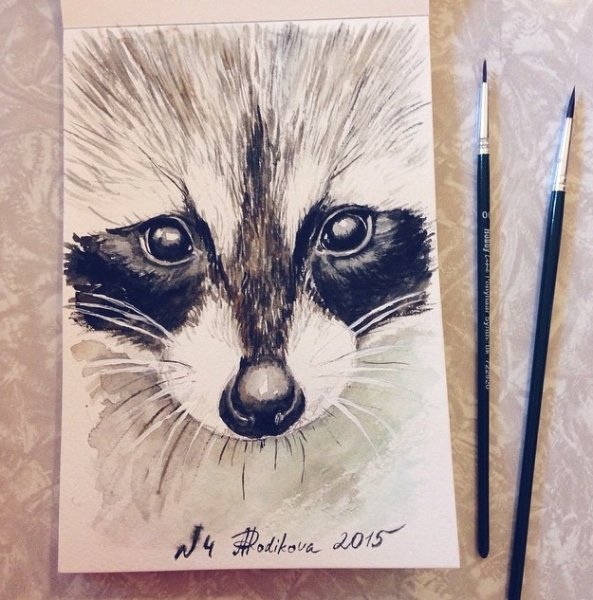 Енот рисунок карандашом для срисовки