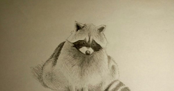 Енот цветными карандашами