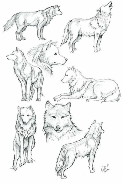 Легкий набросок волка