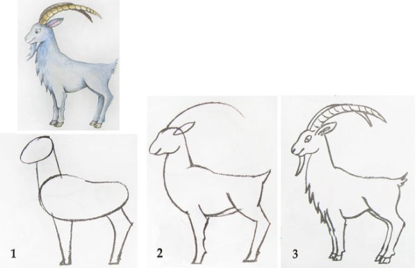 Поэтапное рисование козы