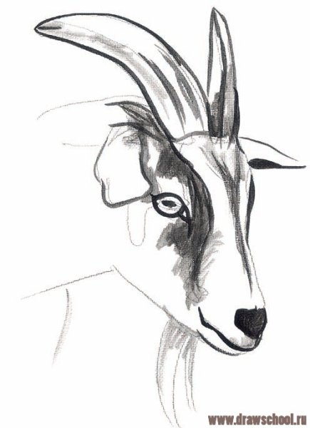 Коза для рисования