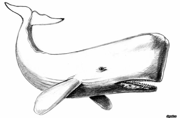 Кит детский рисунок