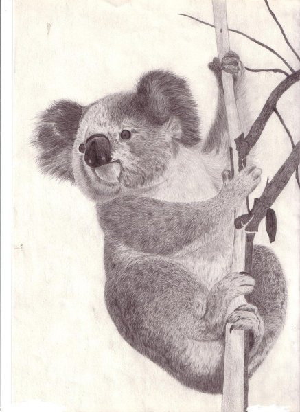 Коала картинки для срисовки