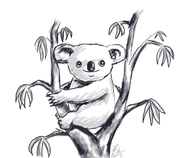 Рисунок Куалы легкий